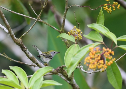 ワキチャアメリカムシクイ12