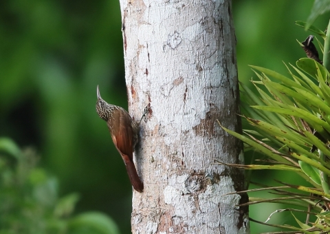 ココアオニキバシリ1