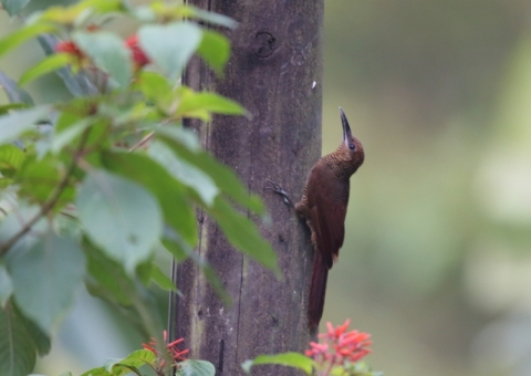 ヨコジマオニキバシリ3