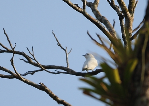 ユキカザリドリ4