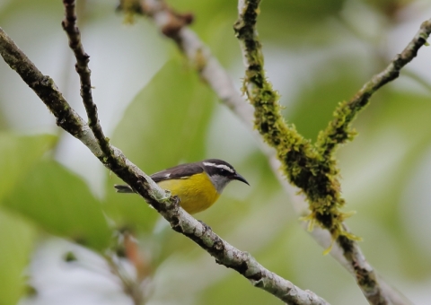 マミジロミツドリ1