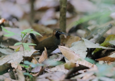 カオグロアリツグミ1