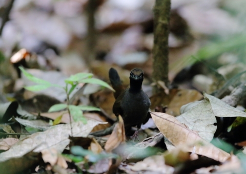 カオグロアリツグミ2