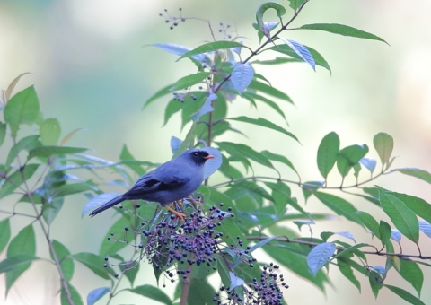 ズグロヒトリツグミ1