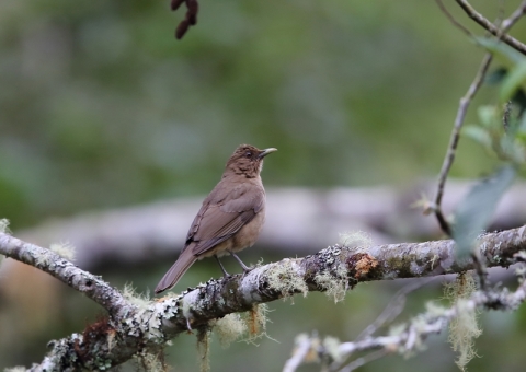 バフムジツグミ2