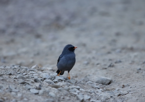 ズグロヒトリツグミ2