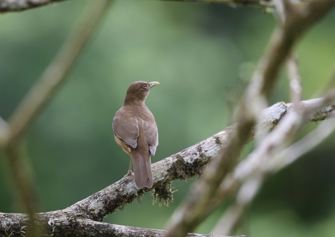 バフムジツグミ1