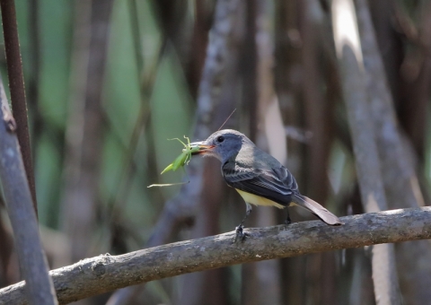 パナマヒタキモドキ2