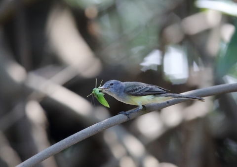 パナマヒタキモドキ1