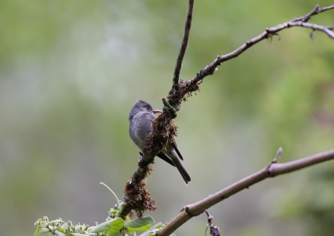 ハイイロヒタキモドキ2
