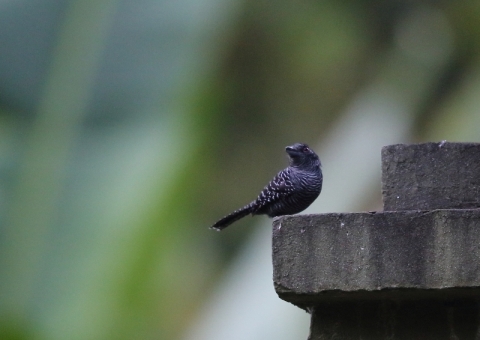 サザナミアリモズ2