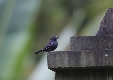 サザナミアリモズ1