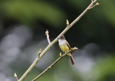 オリーブヒタキモドキ1