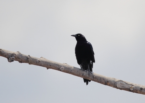 ウタムクドリモドキ1