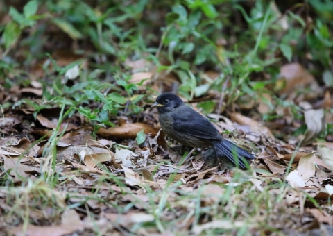 クロツキヒメハエトリ1