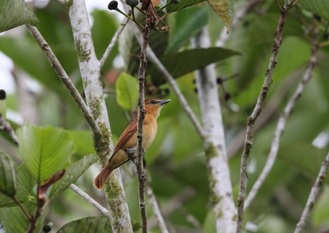 ニッケイカザリドリモドキ1