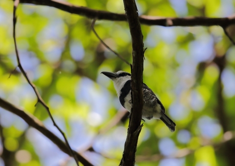 シロエリオオガシラ5