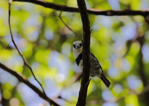 シロエリオオガシラ4