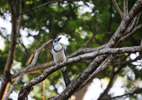 カンムリサンジャク2