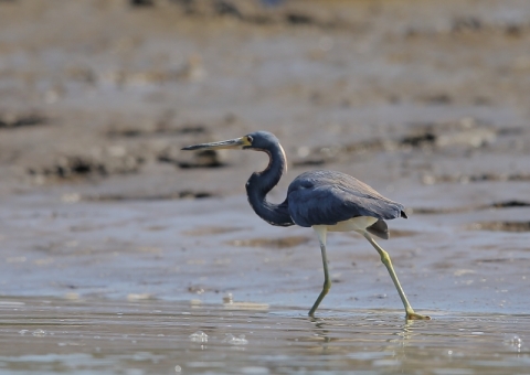 サンショクサギ2