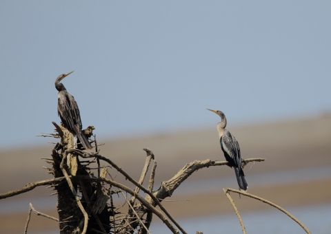 アメリカヘビウ1