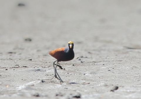 アメリカレンカク2