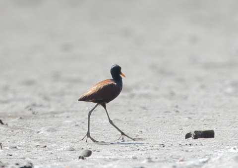 アメリカレンカク3