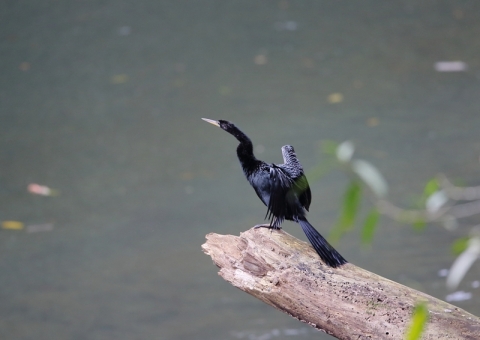 アメリカヘビウ10