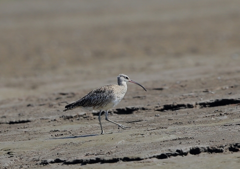 チュウシャクシギ1