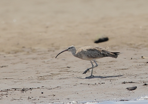 チュウシャクシギ2