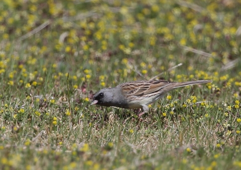 シベリアアオジ5