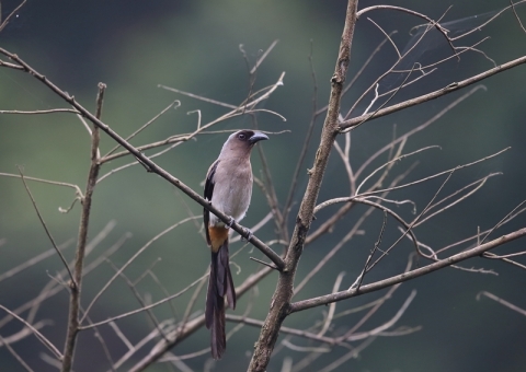 タイワンオナガ1