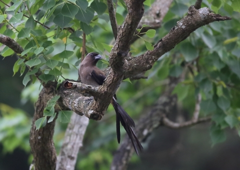 タイワンオナガ5