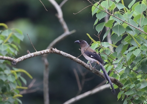 タイワンオナガ4