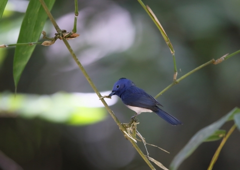クロエリヒタキ3