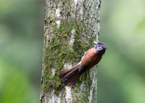 サンコウチョウ3