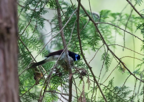 サンコウチョウ9
