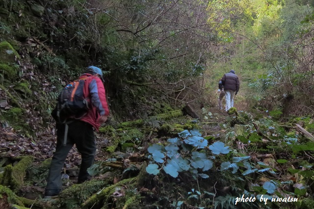 ヤマハンショウヅル (2)