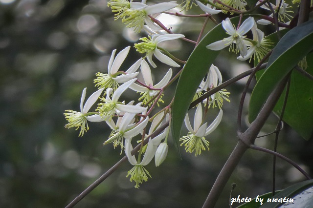 ヤマハンショウヅル (3)