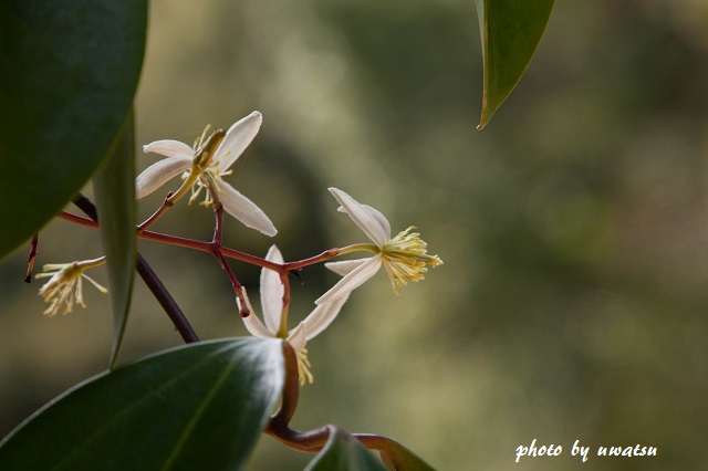 ヤマハンショウヅル (5)