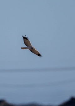 ハイイロチュウヒ1