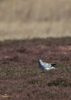 ハイイロチュウヒ6