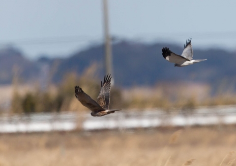 ハイイロチュウヒ11