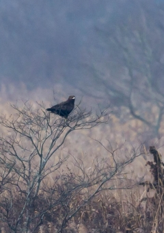 カラフトワシ21