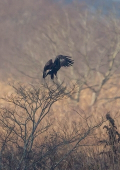 カラフトワシ22