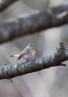 ニシオジロビタキ10