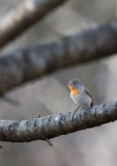 ニシオジロビタキ11