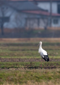 コウノトリ12