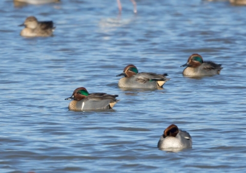 アメリカコガモ6