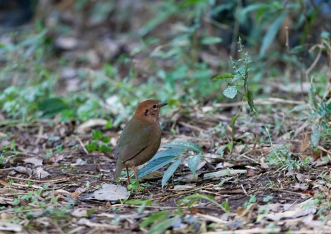 チャガシラヤイロチョウ3